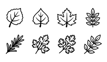 Obraz premium Botanical Trees and Culinary Herb Leaves Outline Vector Icon Set Featuring Birch Aspen Maple Rosemary Parsley Cilantro and Rowan Plant Elements