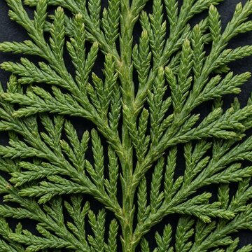 Cypress leaves background