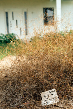 Seven of Clubs in grass
