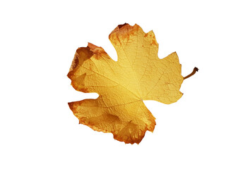 Fototapeta premium vine arbor leaf autum yellow dry