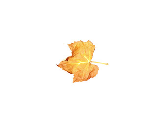 Fototapeta premium vine arbor leaf autum yellow dry