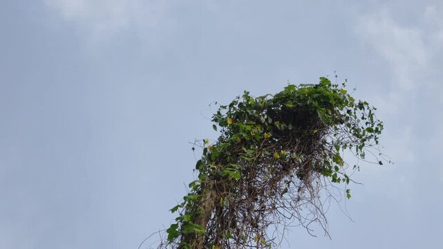 Lush green wild climbing vine plant completely taking over a dead tree trunk