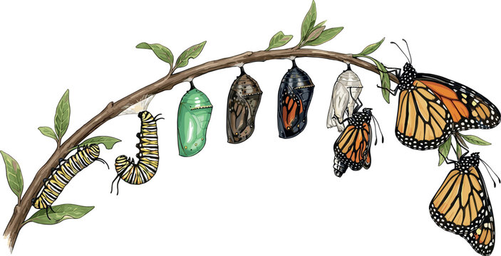 Monarch butterfly life cycle watercolor vector illustration showing metamorphosis stages from caterpillar to chrysalis cocoon and emerging adult on a branch isolated on white background