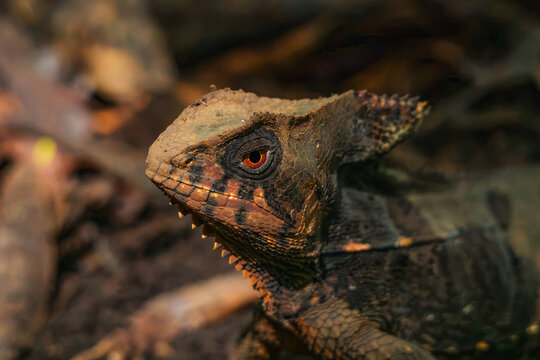 Close Up Macro Profile of a Crested Brown Basilisk Lizard Head