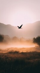 Fototapeta premium Silhouette of a bird in flight above a misty field at sunrise.