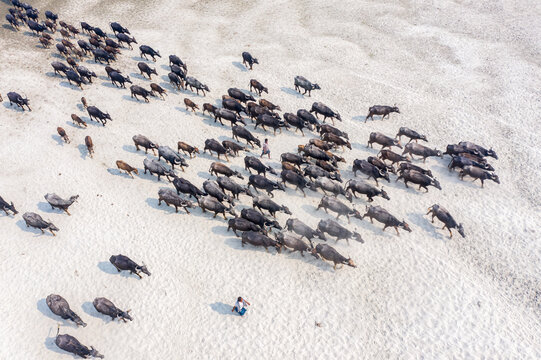 Bogura, Bangladesh - 27 February 2023: Aerial view of a large herd of water buffaloes walking across the sandy banks of the Jamuna River in Sariakandi, with a herdsman.
