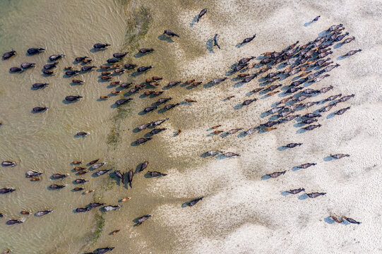 Bogura, Rajshahi Division, Bangladesh - 27 February 2023: Aerial view of a large herd of water buffaloes moving between the river and the sandy banks of the Jamuna River in Sariakandi.