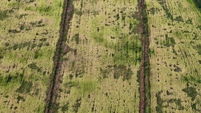 Top-down aerial footage of harvested paddy fields and irrigation tracks at Sungai Udang, Malaysia.