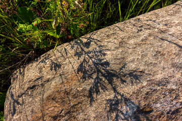 Fototapeta premium Detailed close-up of a weathered granite boulder surface, highlighted by intricate shadows cast by wild meadow herbs and blades of green grass under the bright summer sun