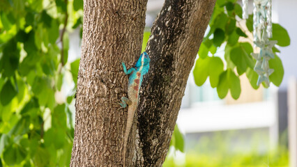 Fototapeta premium Vibrant Blue crested Lizard Climbing on Tree Trunk