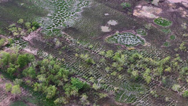 Aerial footage showing tidal wetland channels, mudflats, pools and sparse trees.
