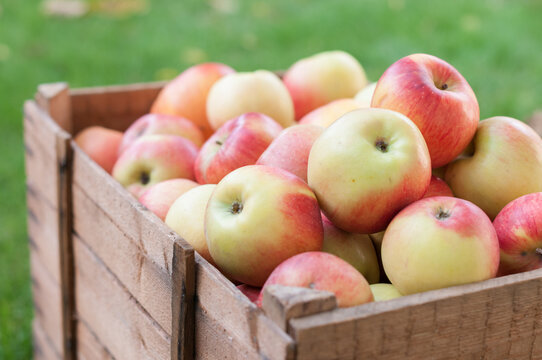 Wooden Crate Filled with Fresh Red Apples in Autumn Orchard Style- Fall Season
