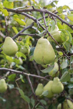 Pears Ripening on Tree in  Natural Light