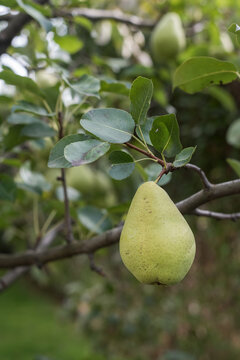 Single Ripe Pear on Tree with Orchard in Soft Background