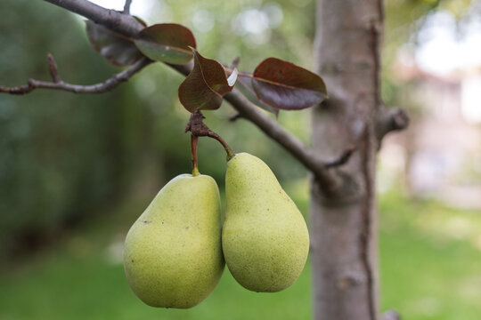 Two Ripe Pears on Tree Branch with Beautiful Garden Bokeh