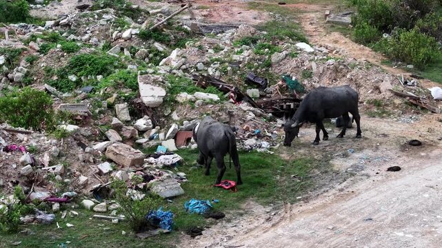 Two buffaloes graze on grass near a rubbish and construction debris pile.