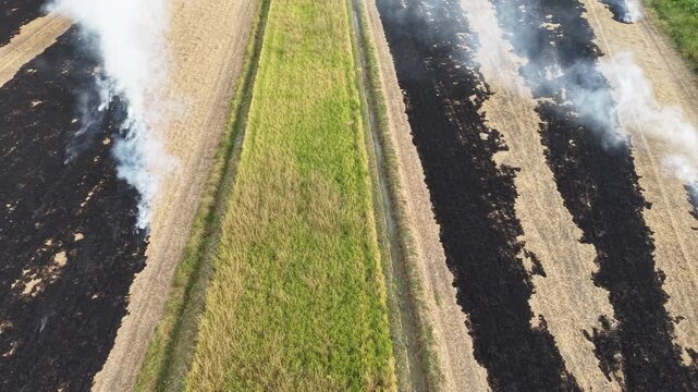Aerial drone view of burning straw paddy fields