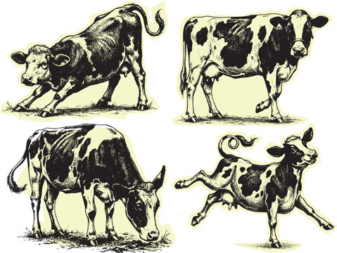 Set of four detailed black and white hand drawn holstein cattle illustrations for scrapbook and clipart designs with holstein livestock agriculture illustration scrapbook