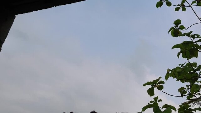 Low angle view of green tree foliage moving in wind against cloudy sky