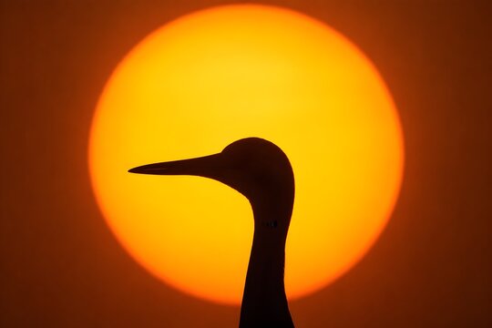 Beautiful Brolga Crane Head Distinctly Silhouetted Against Massive Blazing Sun Disk For Extreme Nature Photography