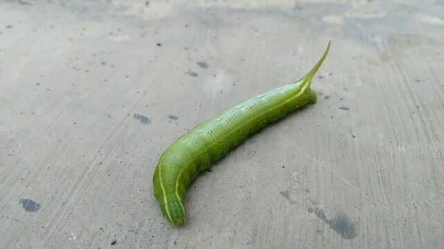 The creature in the video is a caterpillar from the Sphinx moth family (Sphingidae).This caterpillar is often called "horn caterpillar" because of the prominent horn at the rear end of its body They e