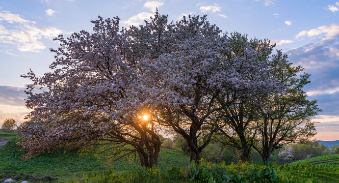 
Blooming Sievers' wild apple trees in the Almaty region of southeastern Kazakhstan at sunset on a spring evening.