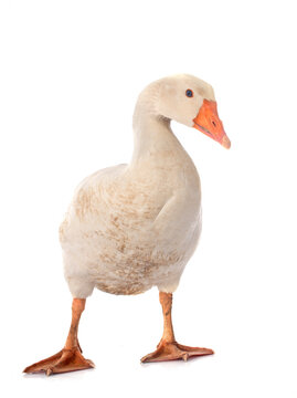 goose