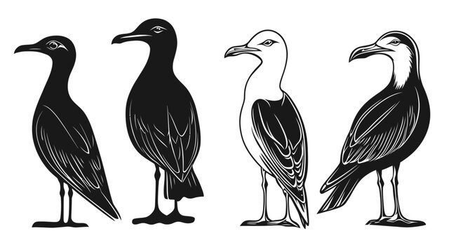 Four stylized seabird illustrations in black and white, featuring varying patterns and designs