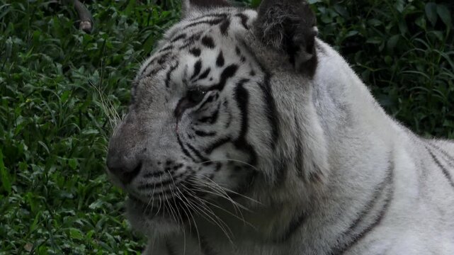Adult white tiger, sitting on green grass, yawning widely then facing right
