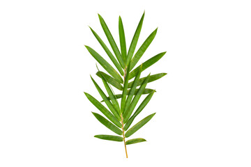 Fototapeta premium Tropical green bamboo plant foliage cut out for natural design element.