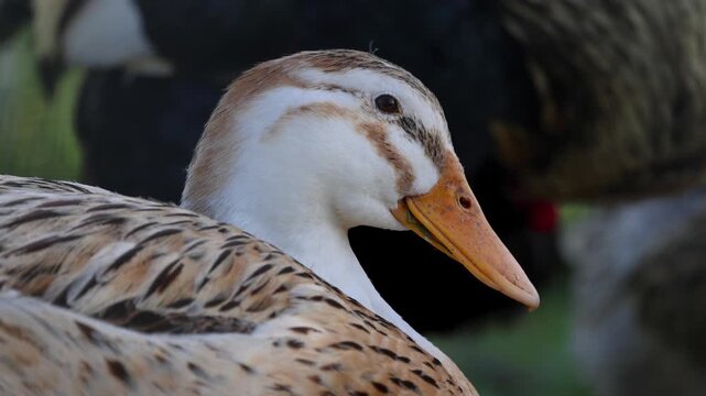 Close up of a quacking domestic duck