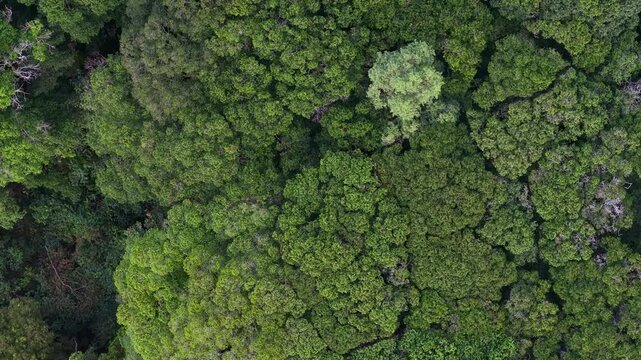 Top-down aerial view of green forest canopy at Bukit Panchor.