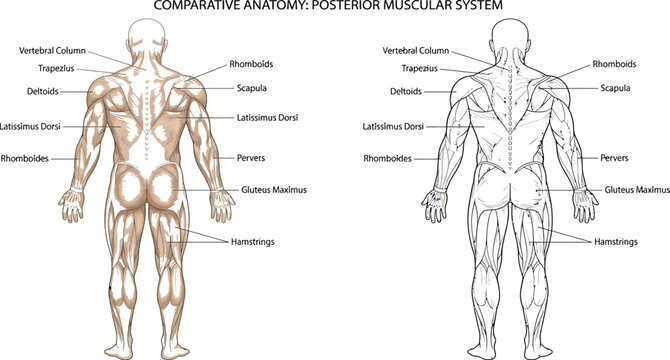 Human musculature diagram illustrates the posterior view of the body with anatomical labels highlighting the vertebral column and major muscle groups.