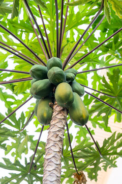 Cluster of fresh, green papayas growing on a tree, highlighting their natural texture and organic development in an outdoor orchard setting, perfect for culinary and healthy dessert concepts.