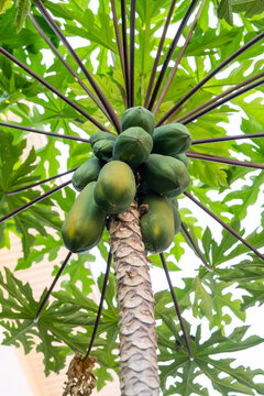 Cluster of fresh green papayas growing on a tree, highlighting their natural texture and organic development in an outdoor orchard setting, perfect for culinary and healthy dessert concepts.
