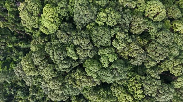 Aerial top-down view of dense tropical forest canopy captured by drone.