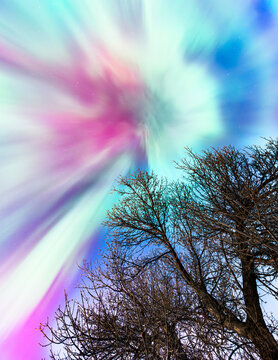 Northern Lights looking up in the sky with dark tree canopy overhead in foreground