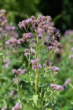 A branch with leaves and blooming flowers of the medicinal plant bitter root.