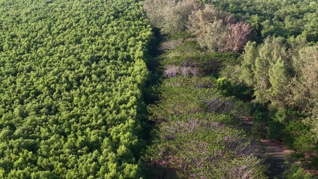 Aerial drone view of dense mangrove forest boundary