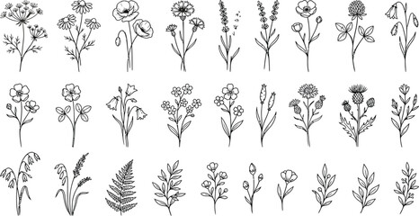 Fototapeta premium set of floral elements
