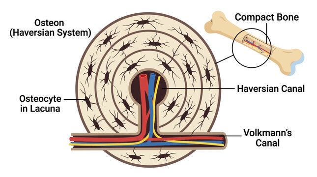 Detailed anatomical illustration of the osteon Haversian system within compact bone, highlighting Haversian canal, Volkmann's canal, and osteocyte in lacuna.