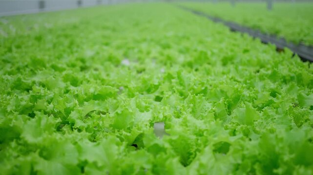 Agro-food production of row growing farm hydroponic greenhouse fresh lettuce leaves. Factory vegetable industrial facility. Farming planting industry agriculture plant.