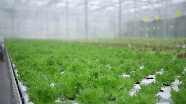 Agro-food production of row growing farm hydroponic greenhouse fresh lettuce leaves. Factory vegetable industrial facility. Farming planting industry agriculture plant.