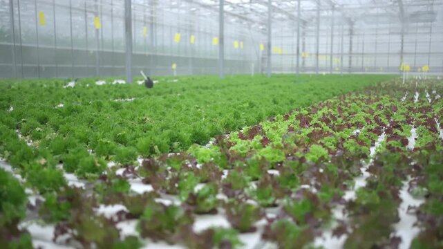 Agro-food production of row growing farm hydroponic greenhouse fresh lettuce leaves. Factory vegetable industrial facility. Farming planting industry agriculture plant.