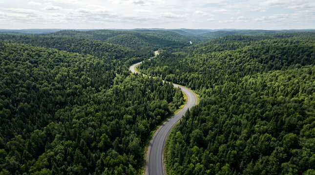Aerial panorama of winding road traversing a vast evergreen forest.