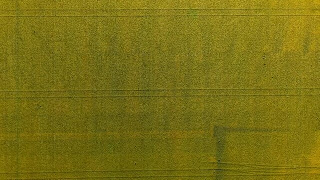 Aerial top down view flying over a vast agricultural wheat field