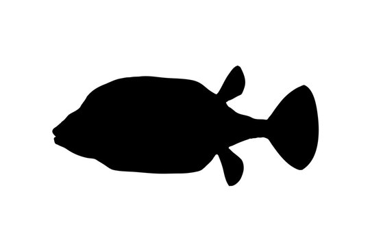 Boxfish Silhouette Illustration Isolated on White Background