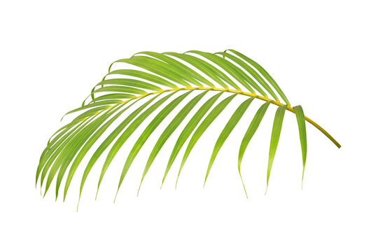 Botanical palm leaf clipart isolated on transparent background