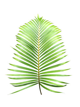 Realistic palm leaf with transparent background