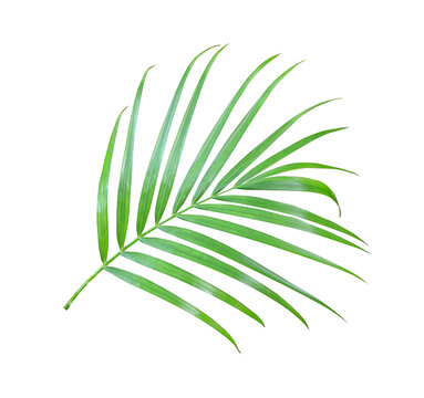 Exotic palm leaf botanical element on transparent background